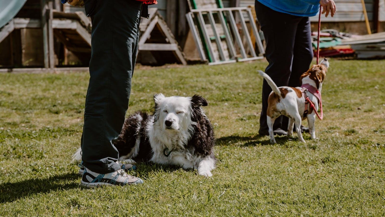 Dogs sitting on grass