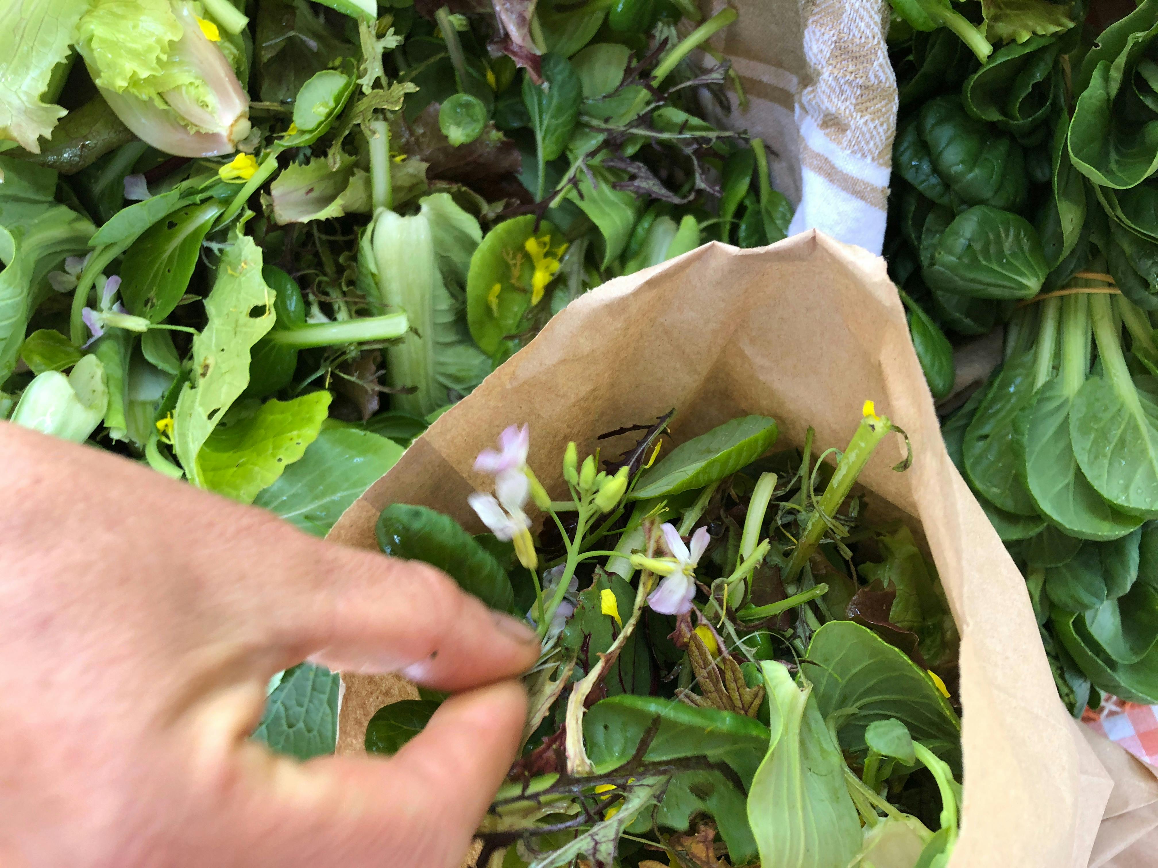 Freshly harvest salad greens.