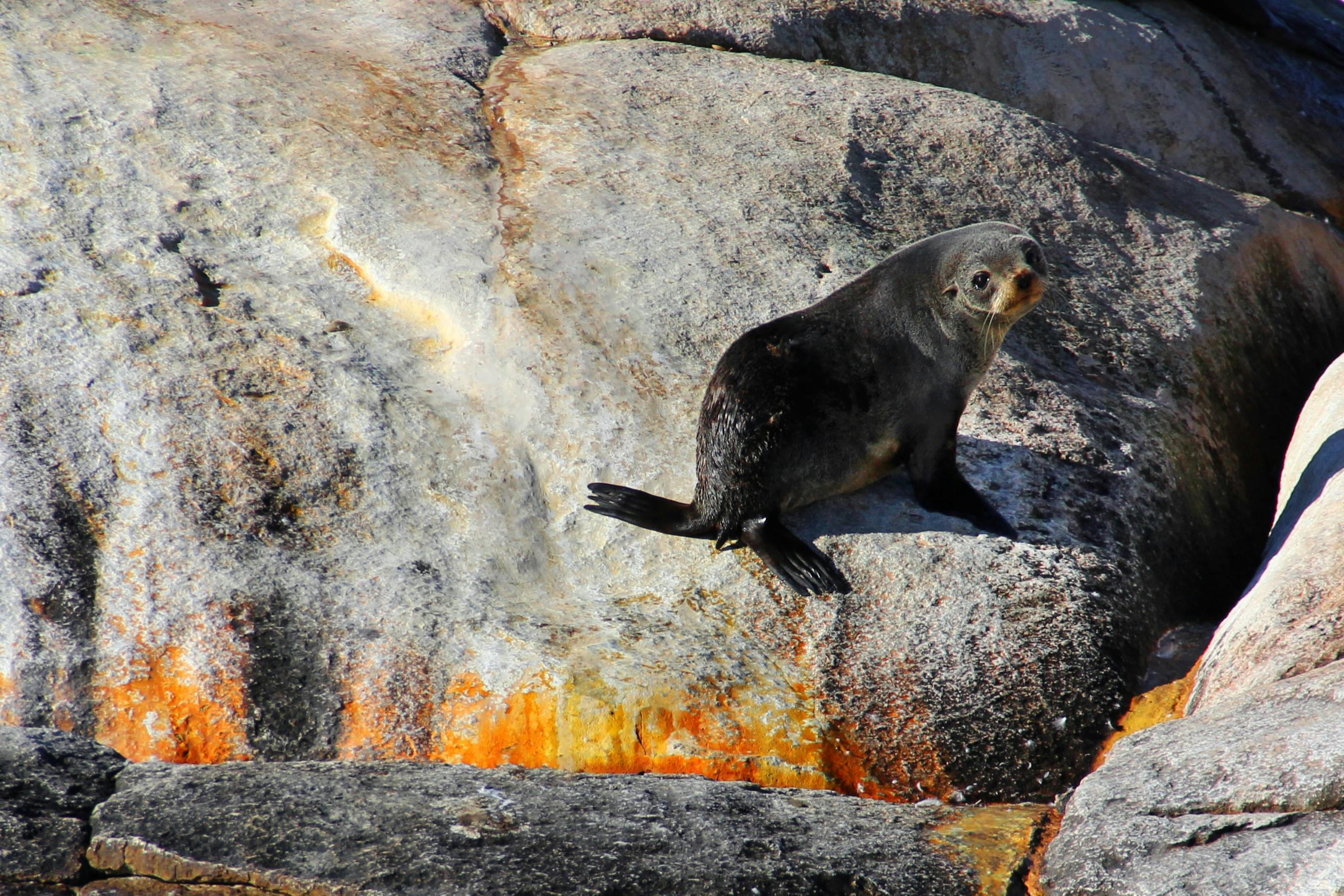 Seal on Rock