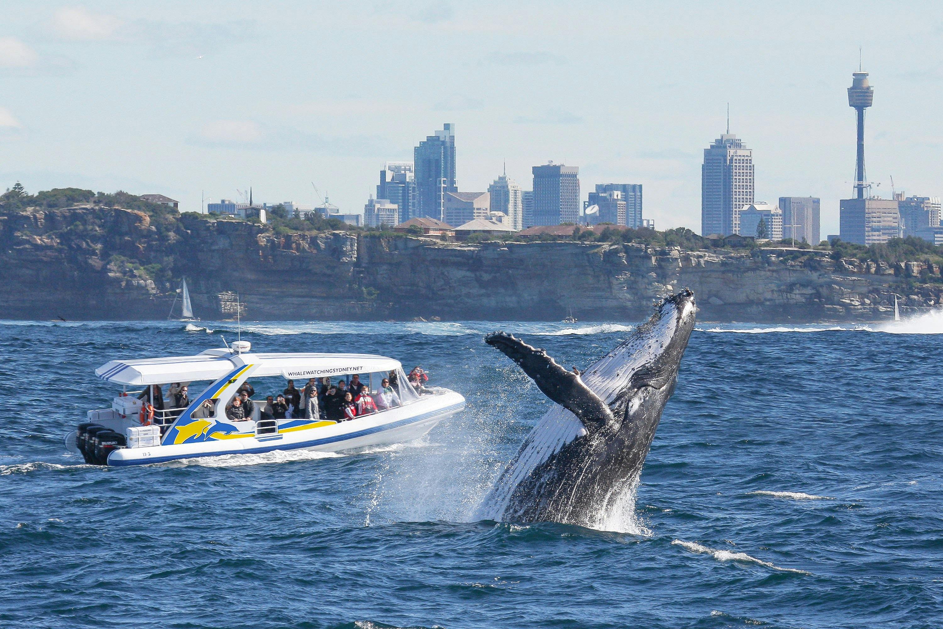 2시간 어드벤처 크루즈