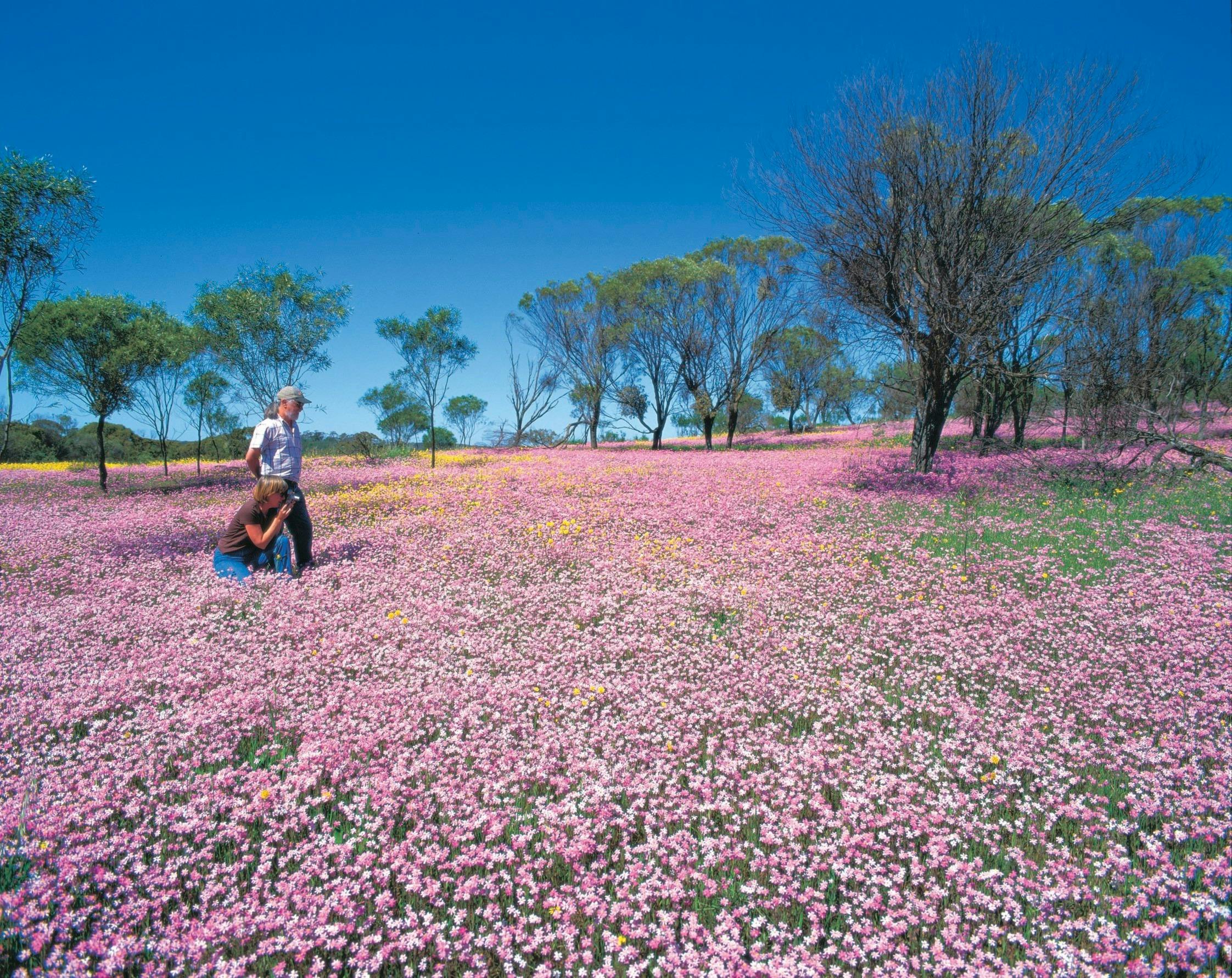 Outback Coast: Indian Ocean Drive and Kalbarri, Three Springs, Western Australia