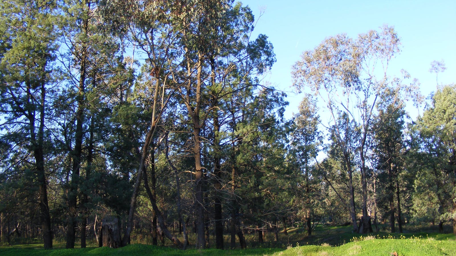 Kindra State Forest