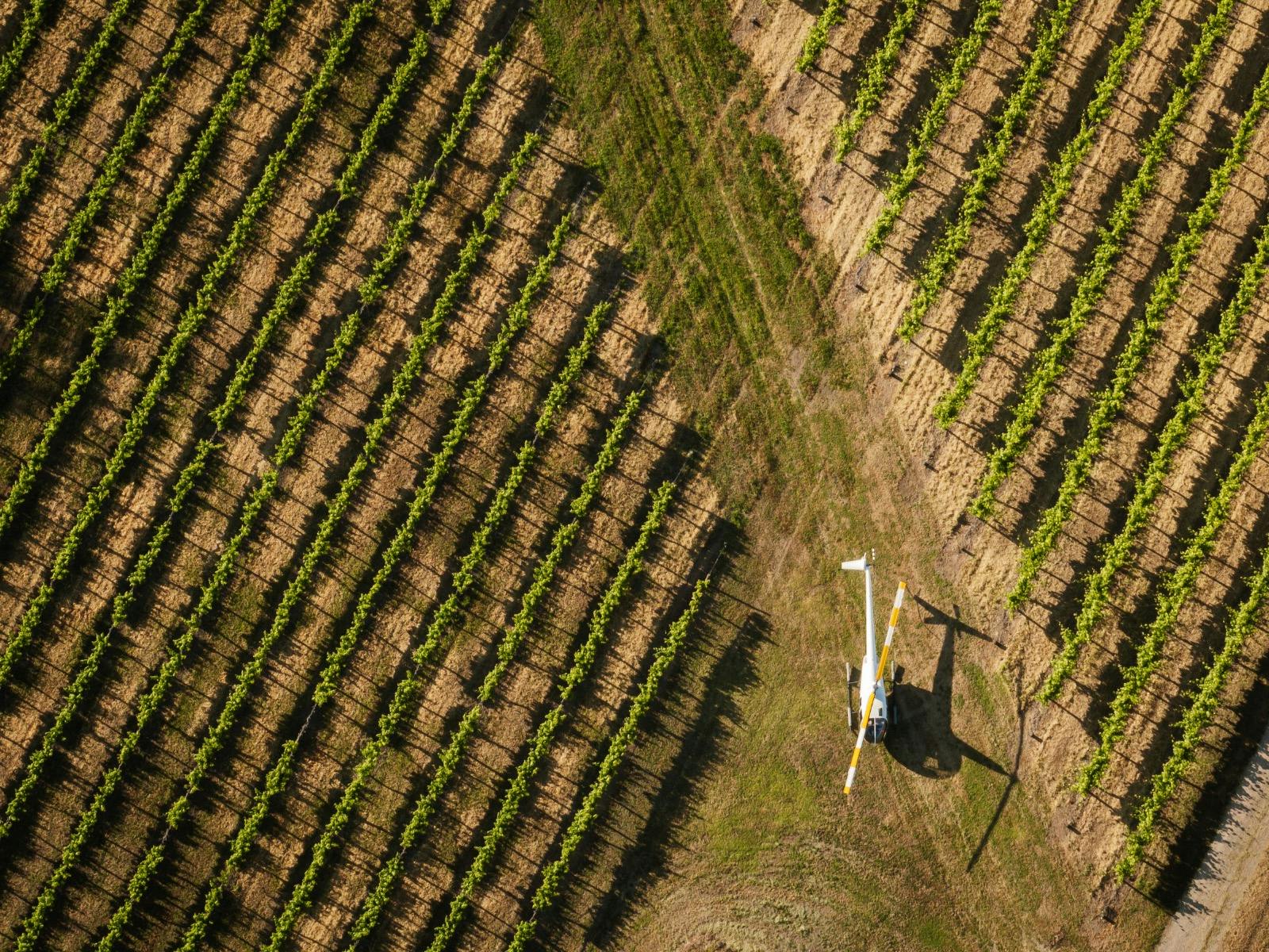 A bird's eye view of a white helicopter standing in a green vineyard.