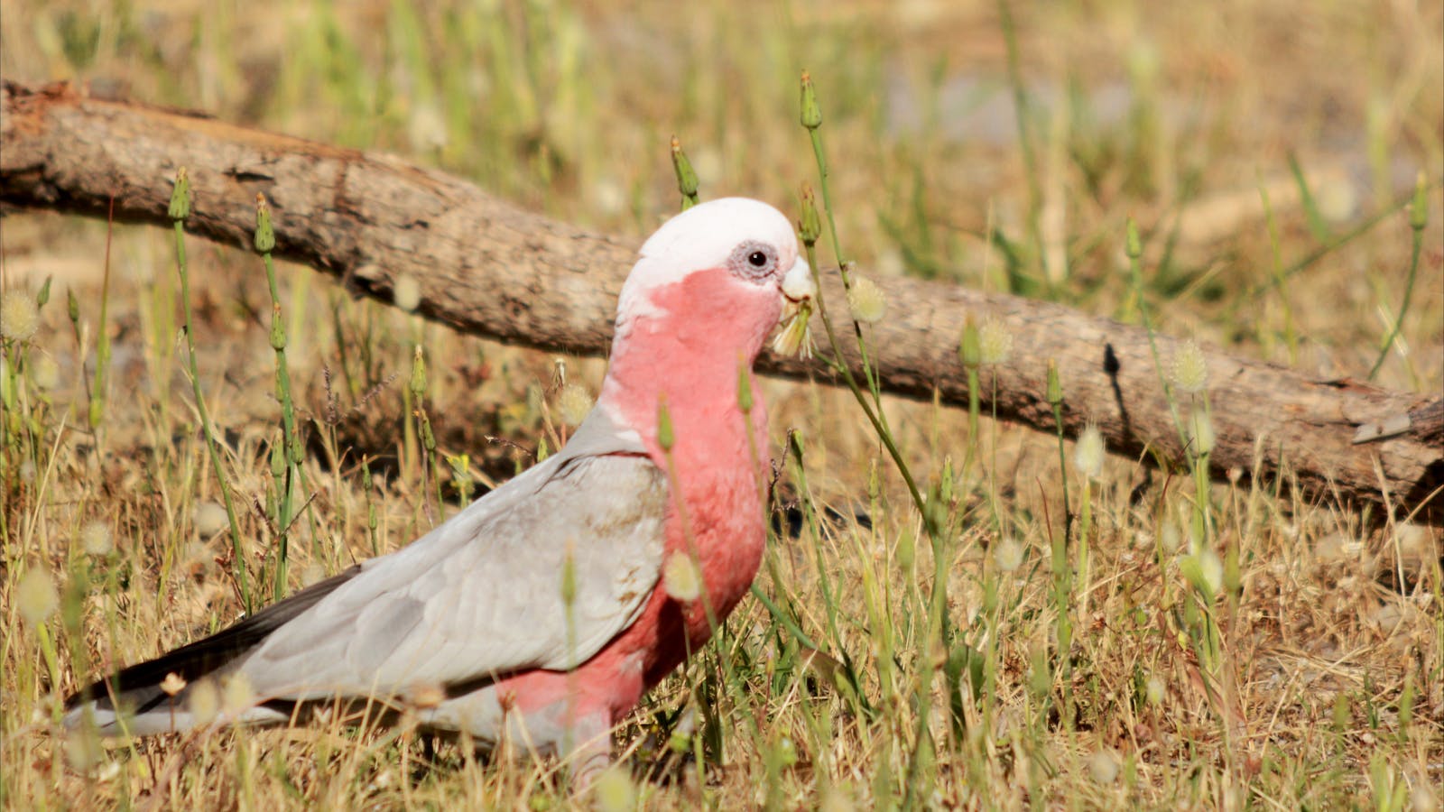 Galah's are common and beautiful birds in Perth.