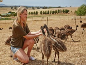 Lady feeding Emus