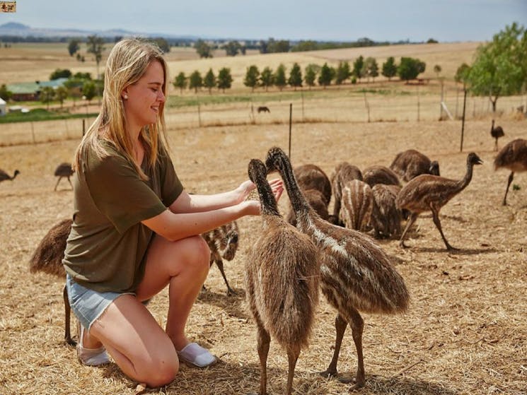 Lady feeding Emus