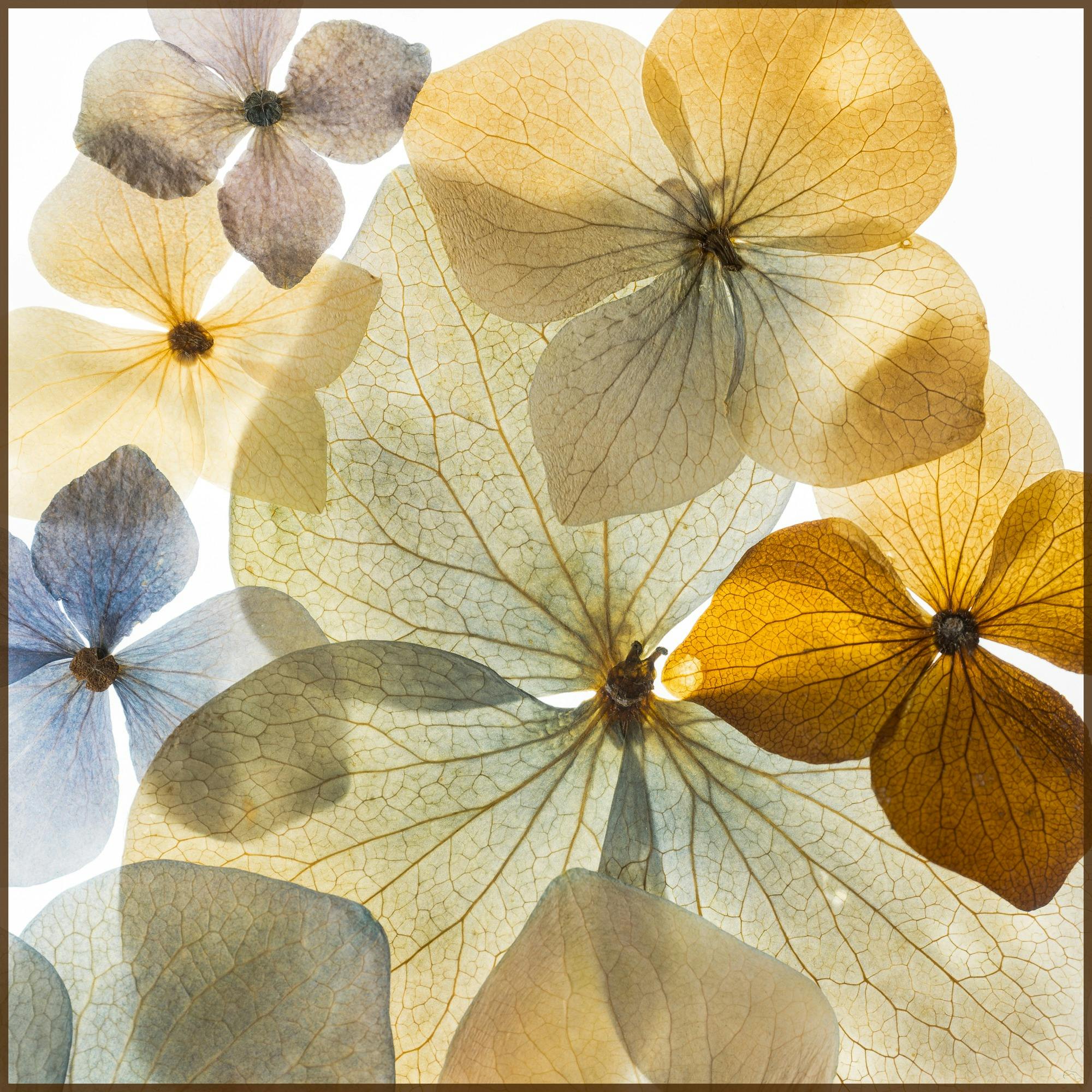 Hydrangea Colour Studies No 3 by Stef Wendler-Canning