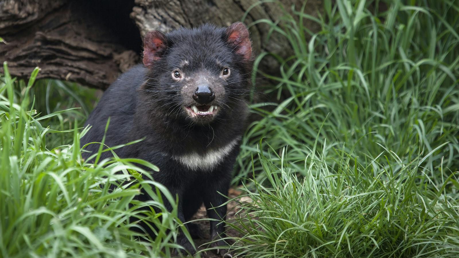 Tasmanian Devil at Moonlit Sanctaury