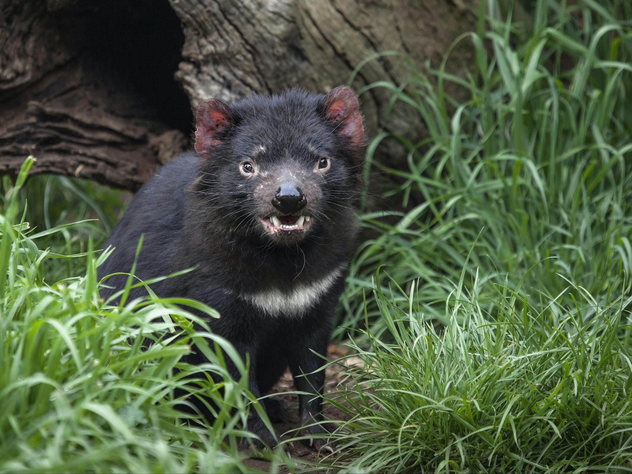 Tasmanian Devil at Moonlit Sanctaury