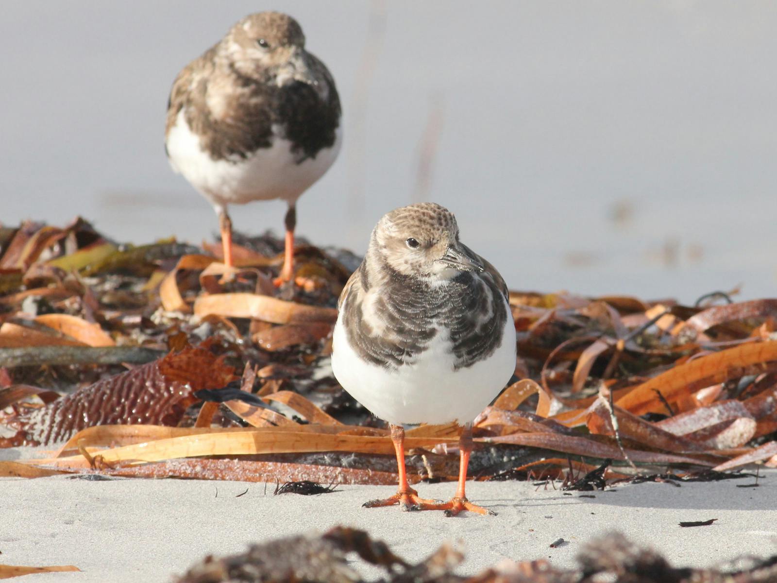 Adelaide International Bird Sanctuary