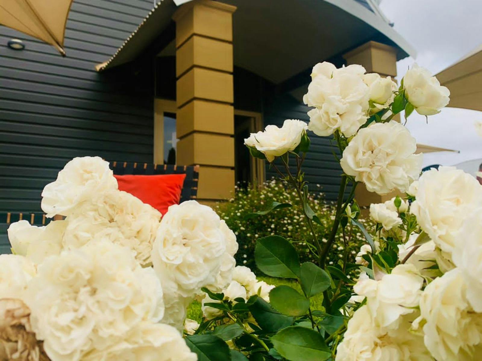 entry to cellar door framed by rose in full bloom