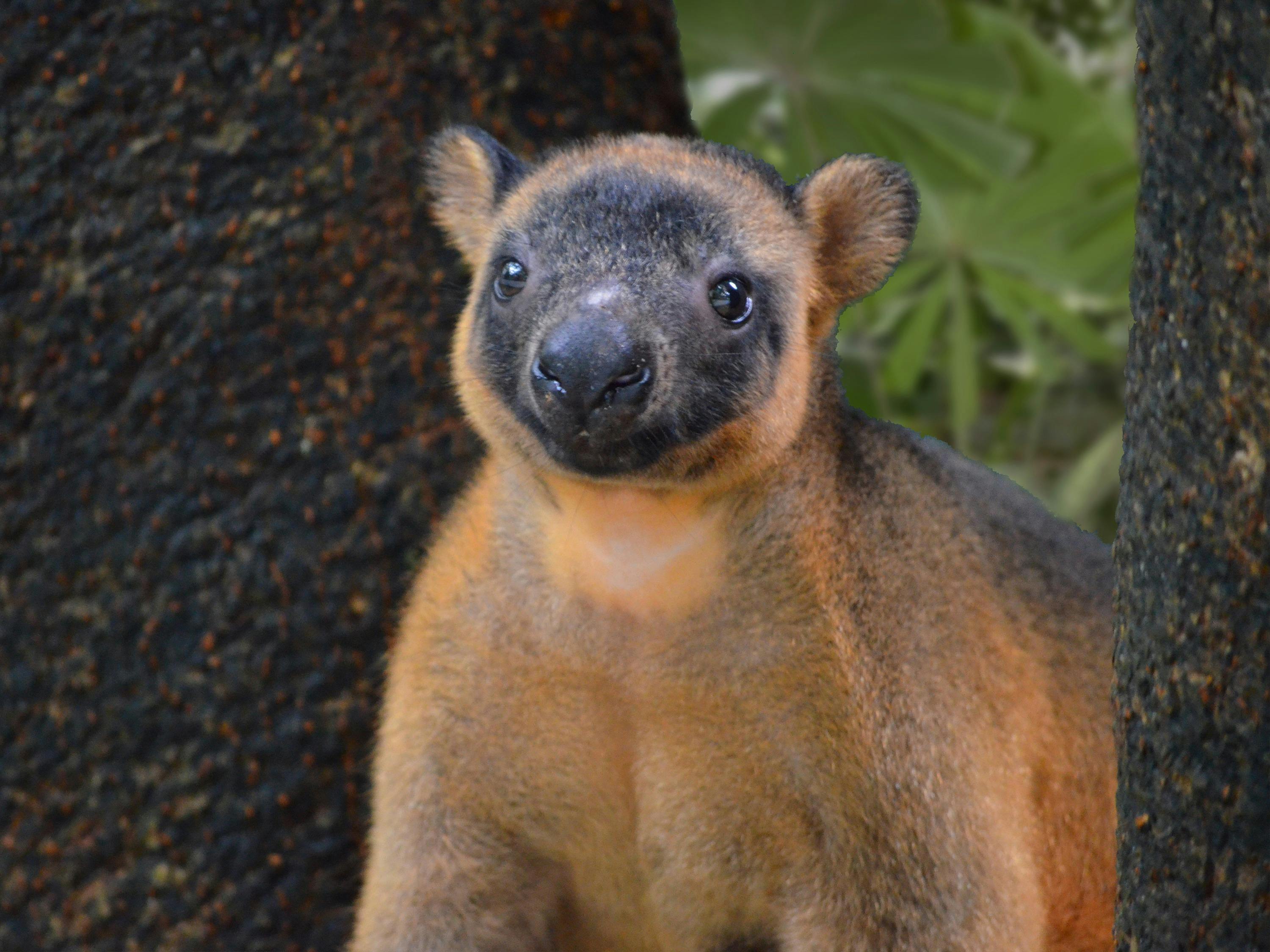 See the endangered Lumholtz's Tree Kangaroo at Wildlife Habitat Port Douglas