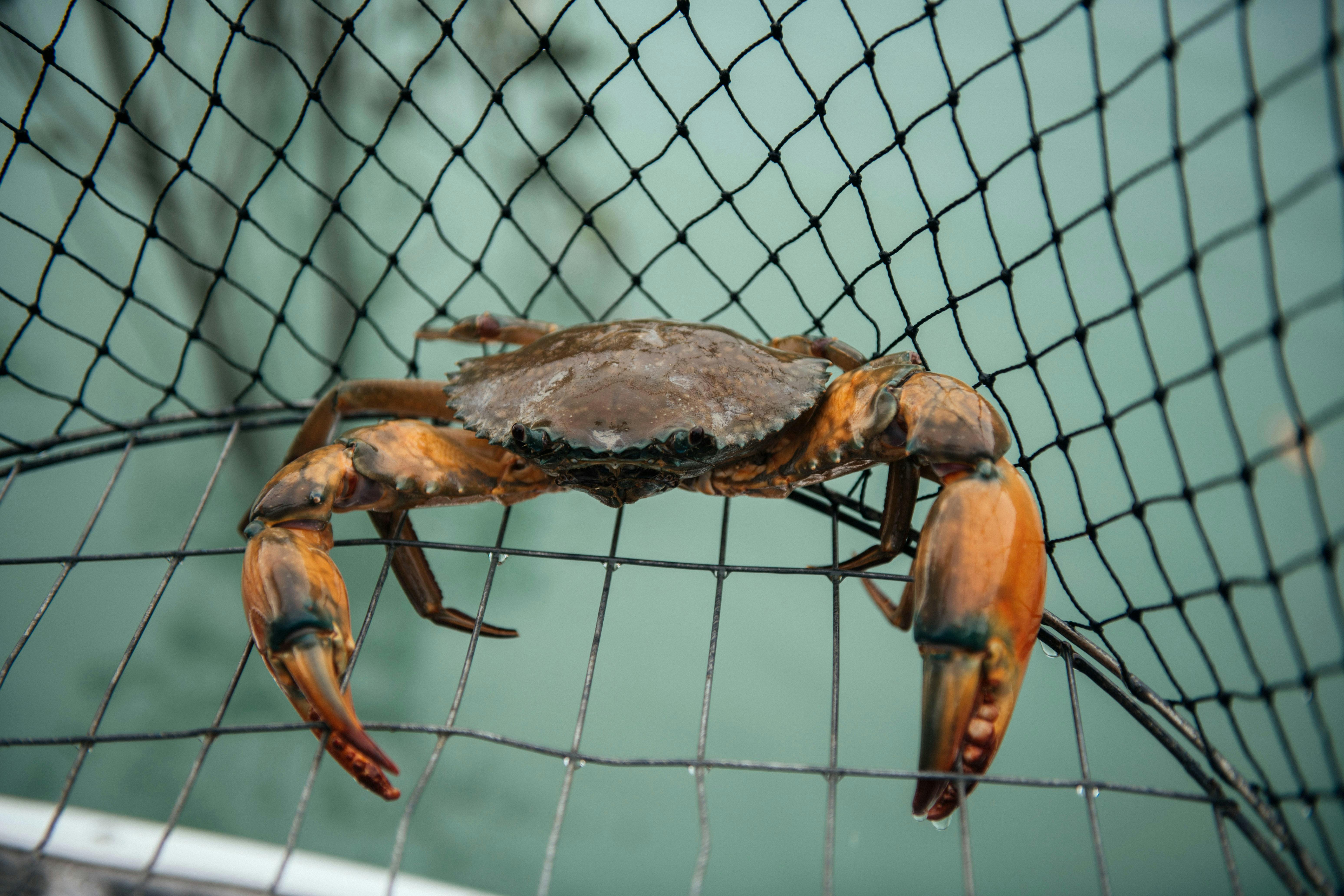Cruise and Catch: Crabbing Adventure & Wildlife Cruise