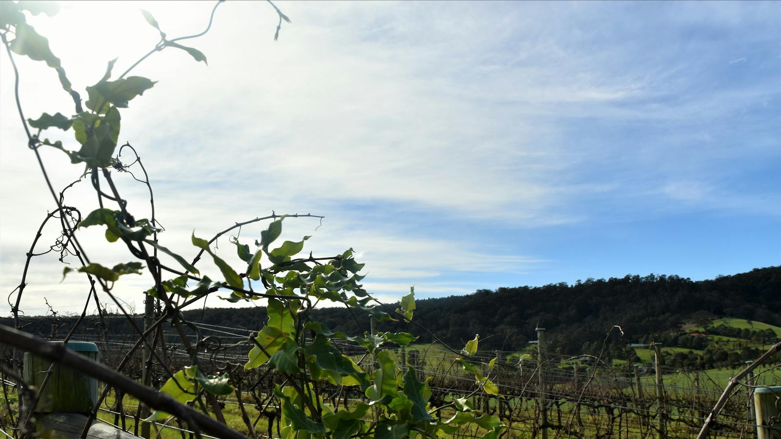Southern Highlands Wine Tour