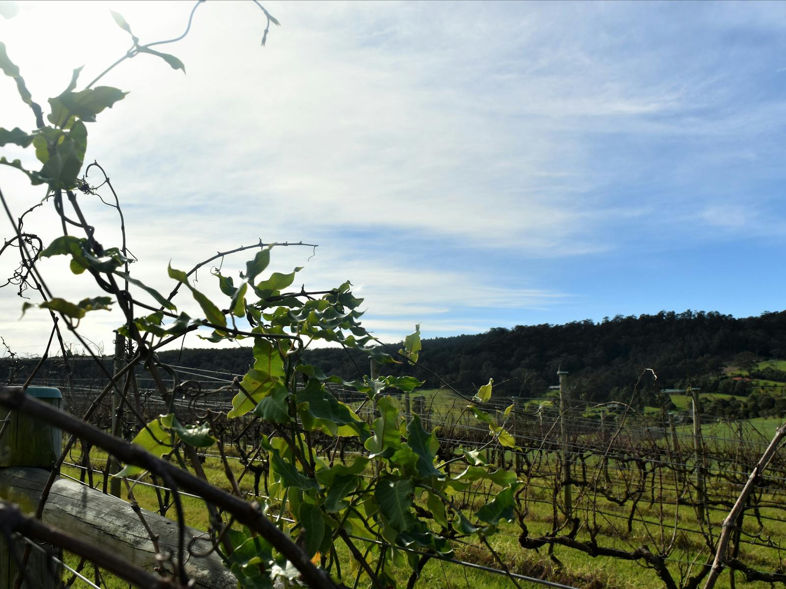 Southern Highlands Wine Tour