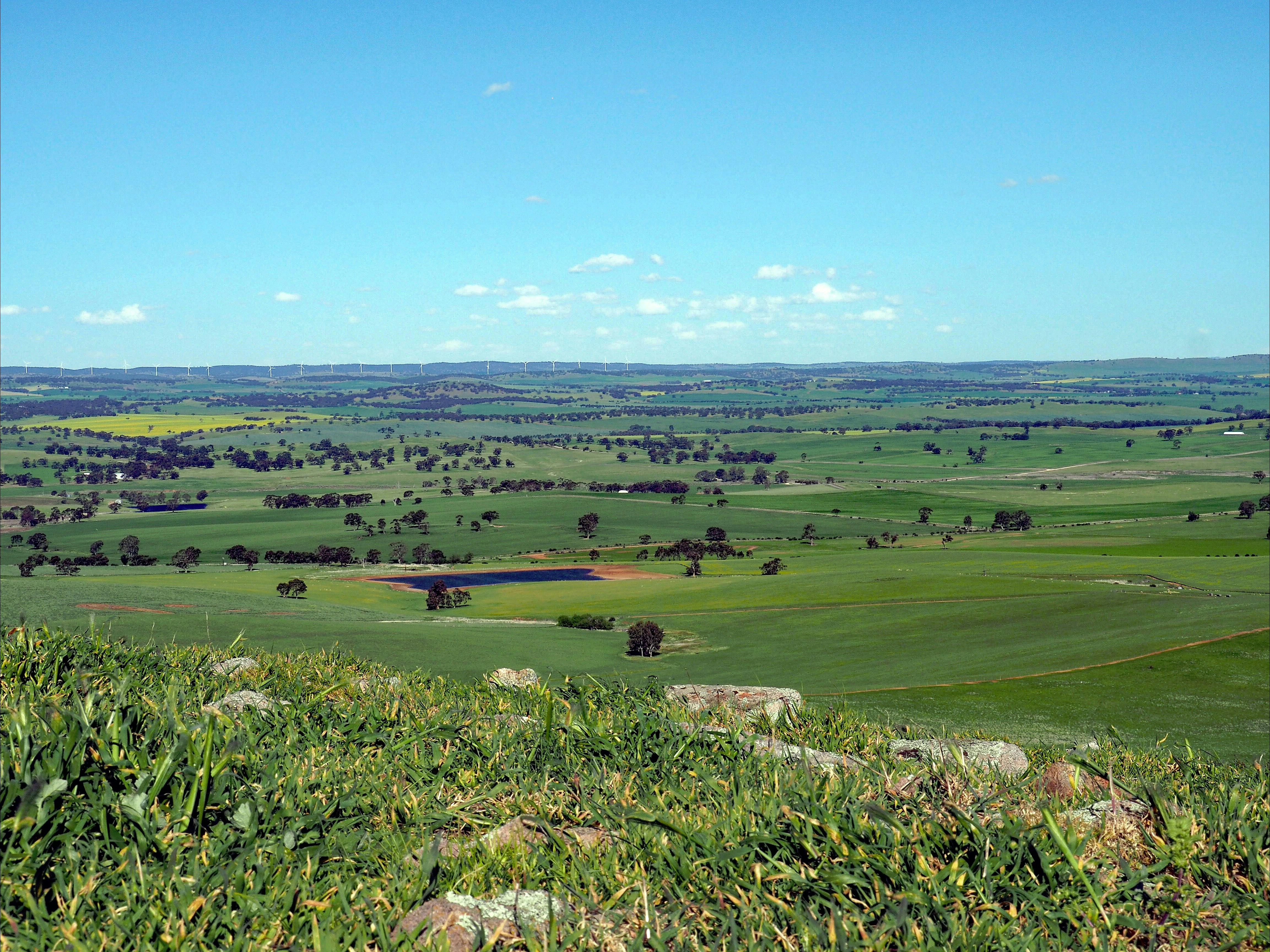 Spectacular scenery is a feature of the Mintaro-Springton section.  Waterloo Wind Farm can be seen