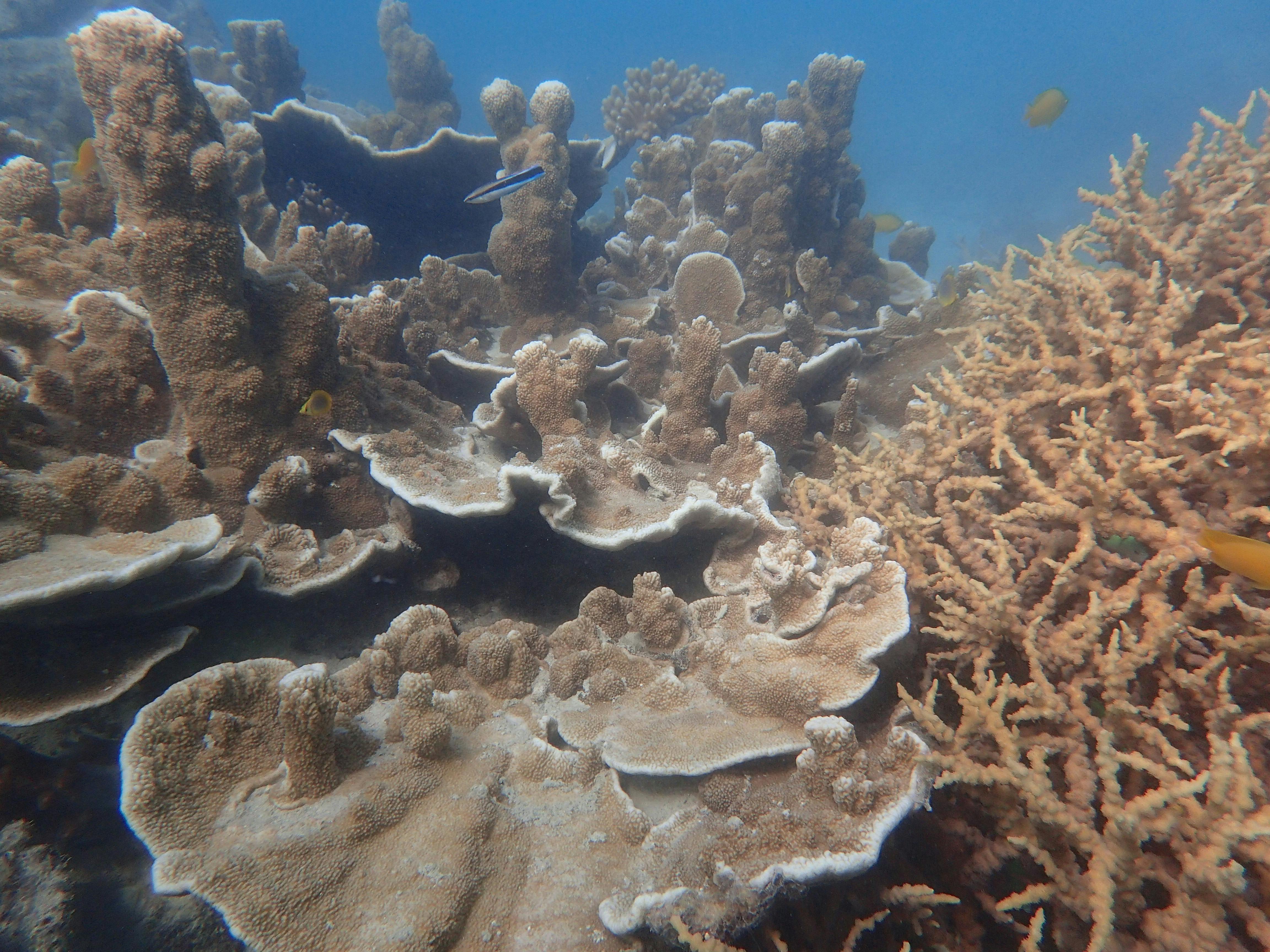 The shapes and colours of the corals are amazing!