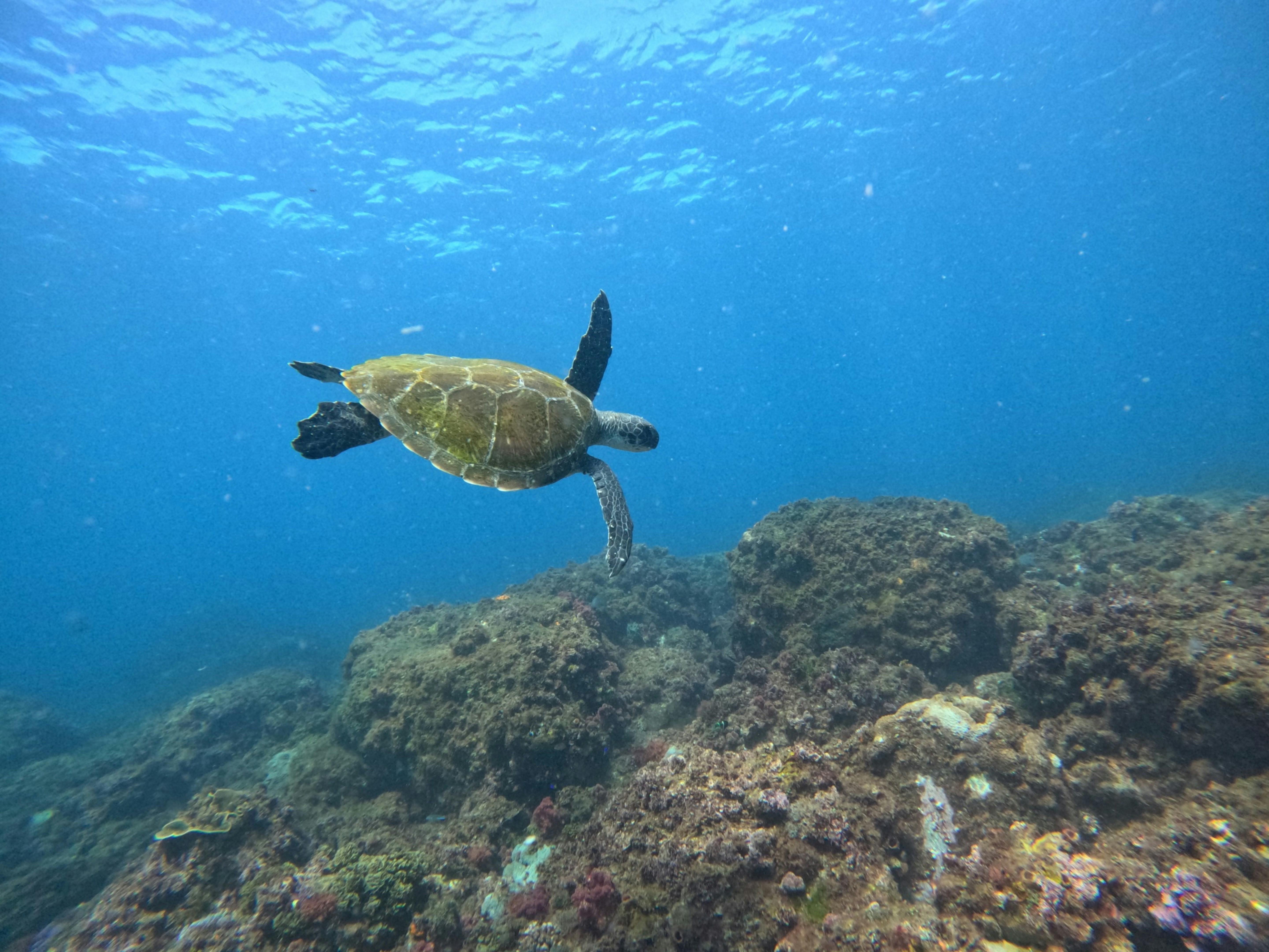 gliding over the reef