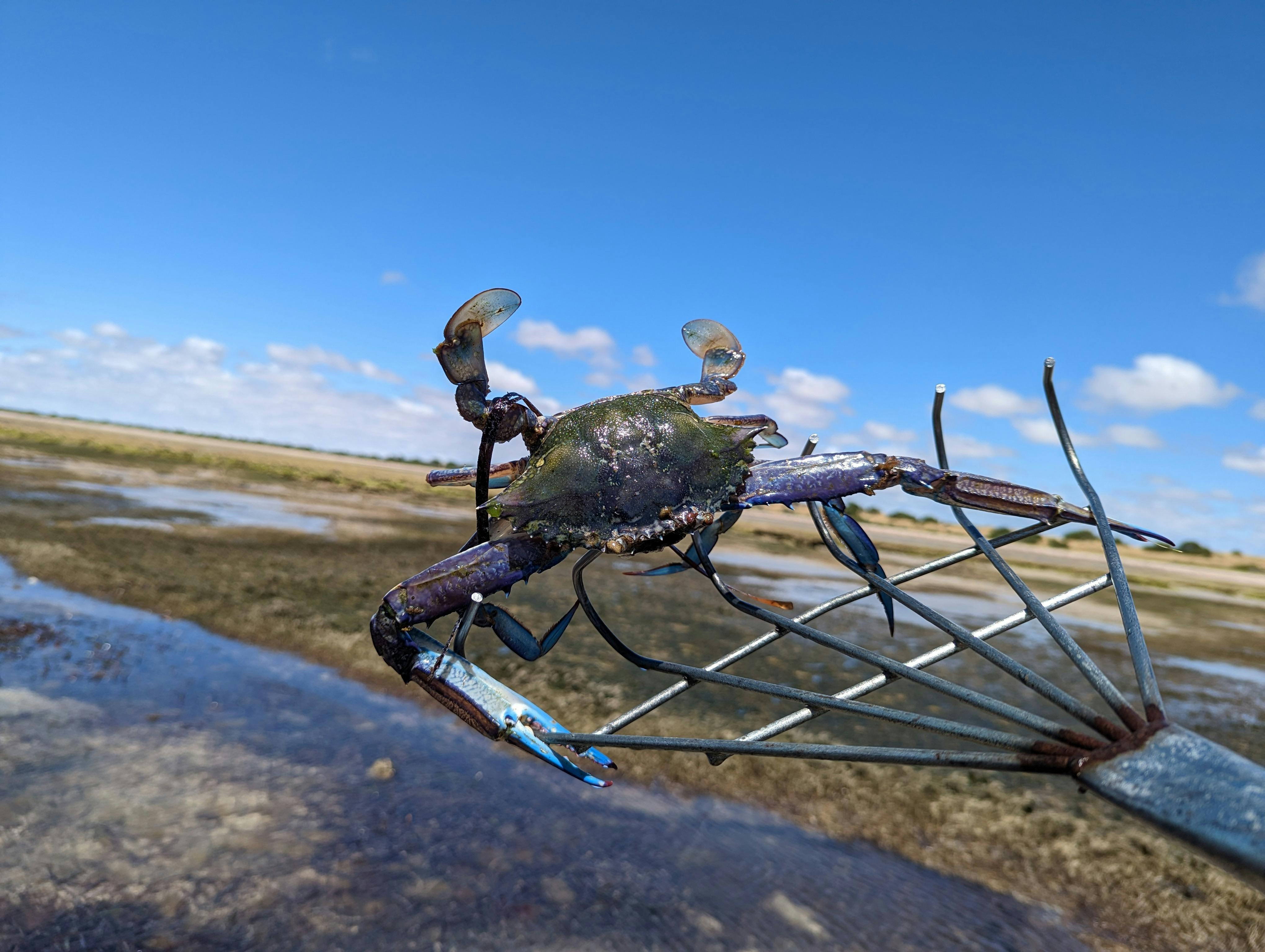 Experience the thrill of catching the famous Yorke Peninsula Blue Swimmer Crab