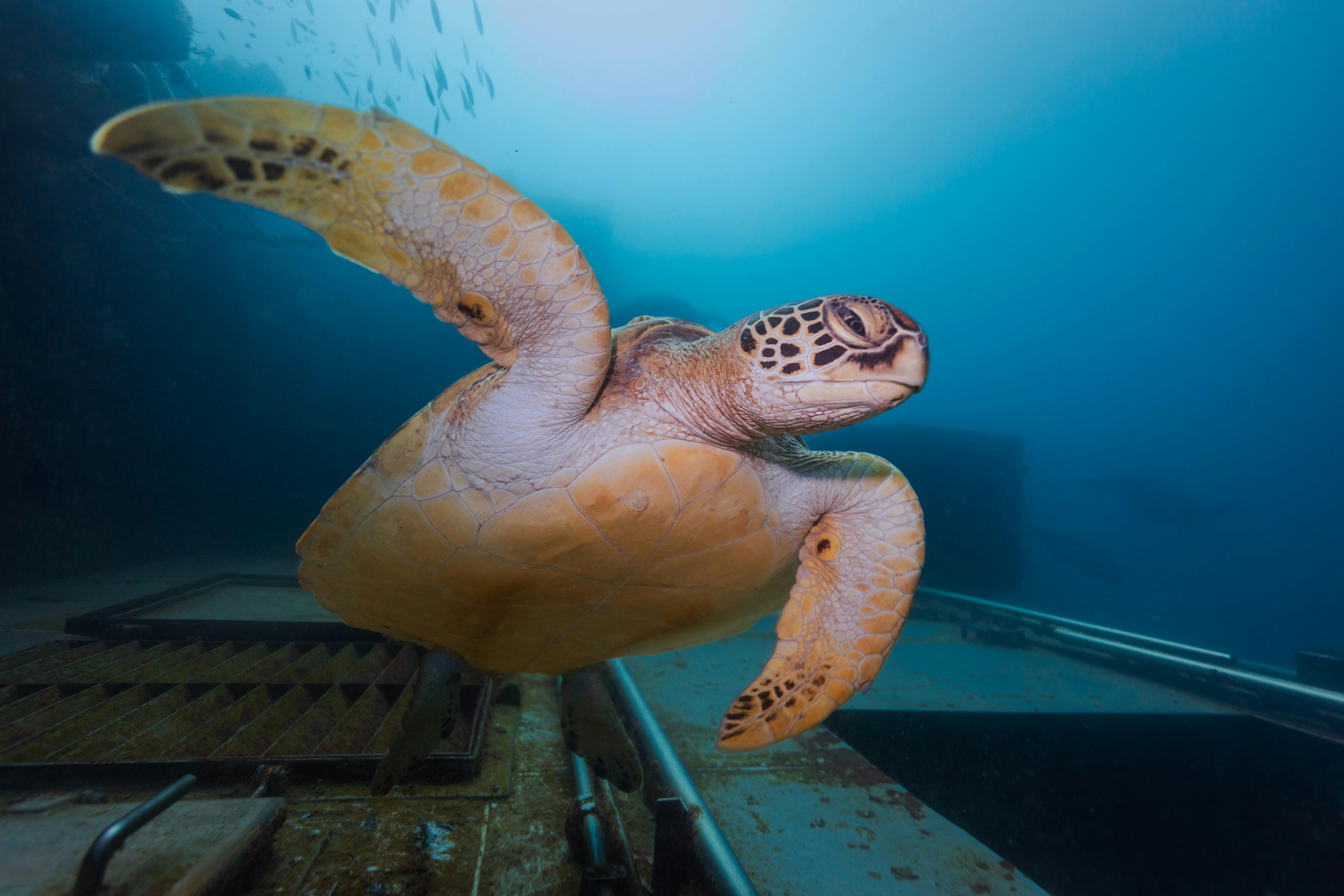 Scuba Dive Hervey bay