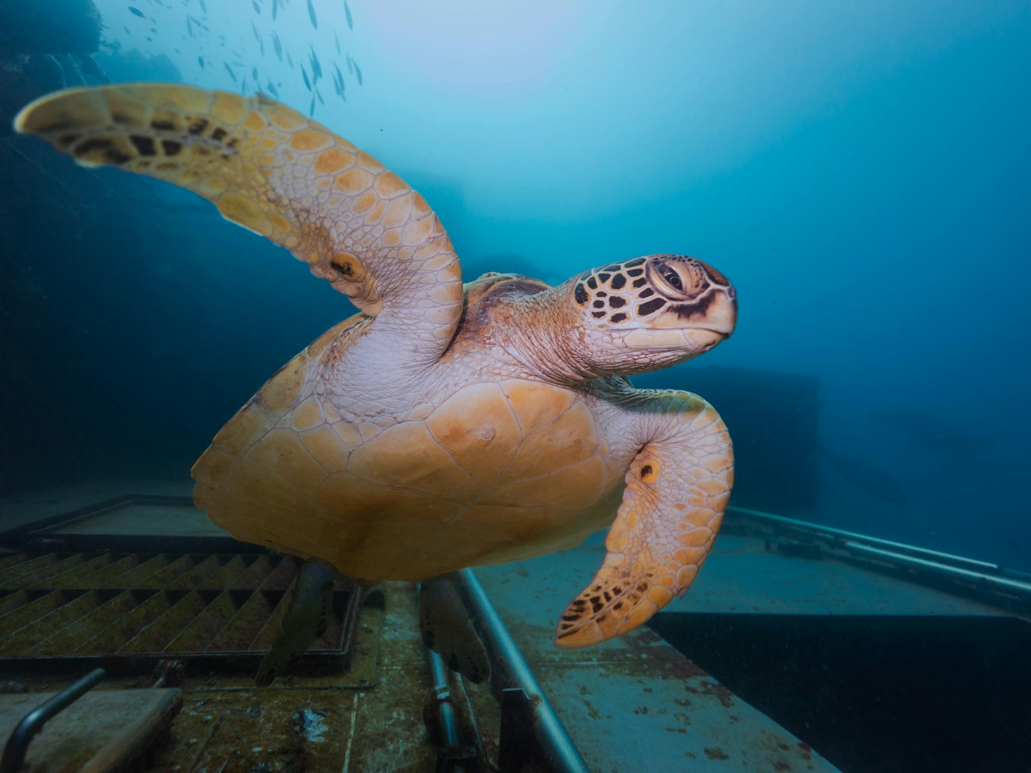 Beautiful shot of a Hawksbill turtle Beautiful shot of a Hawksbill turtle