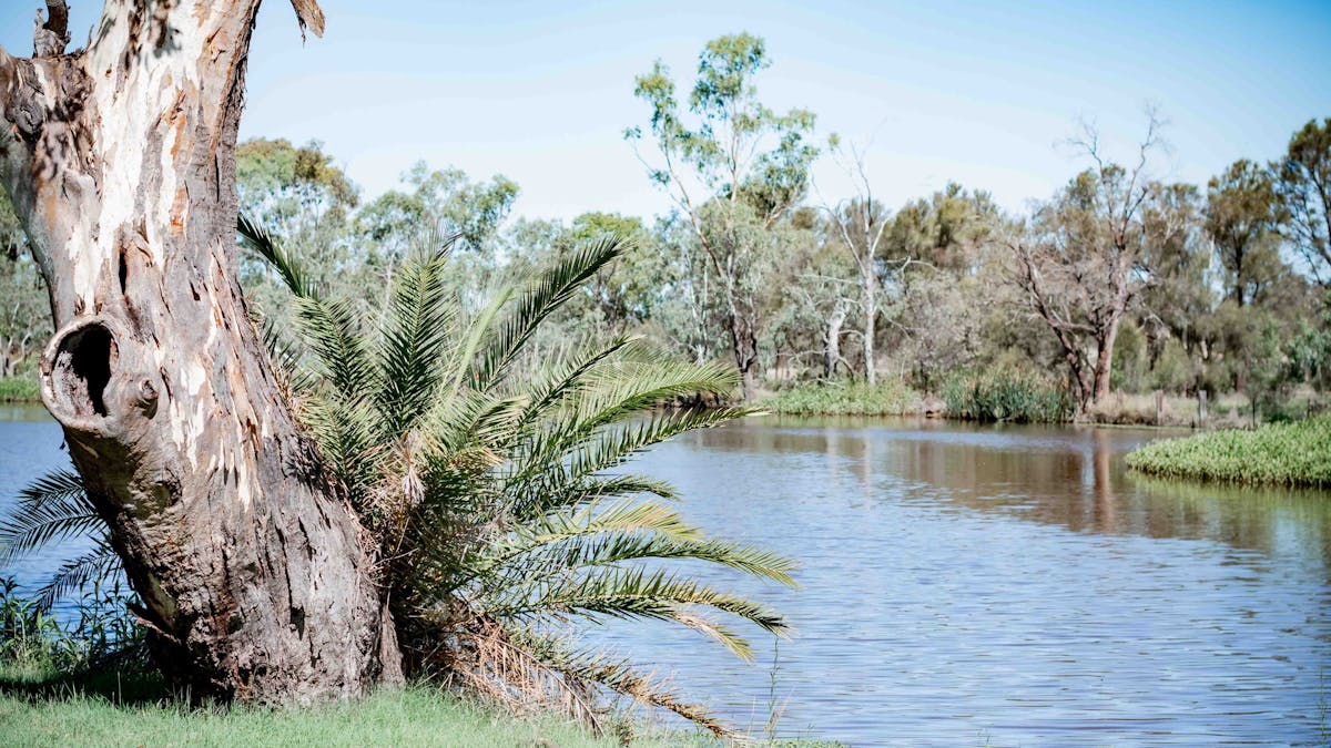 Image of Yelarbon Lagoon