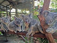 koalas at rainforestation nature park on tropic wings kuranda tour