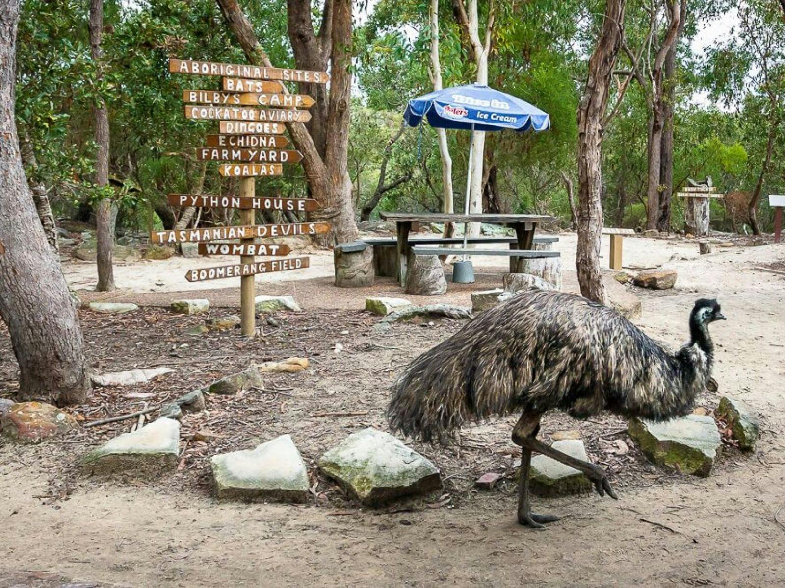 ローターワンによる野生動物観察ヘリコプター飛行