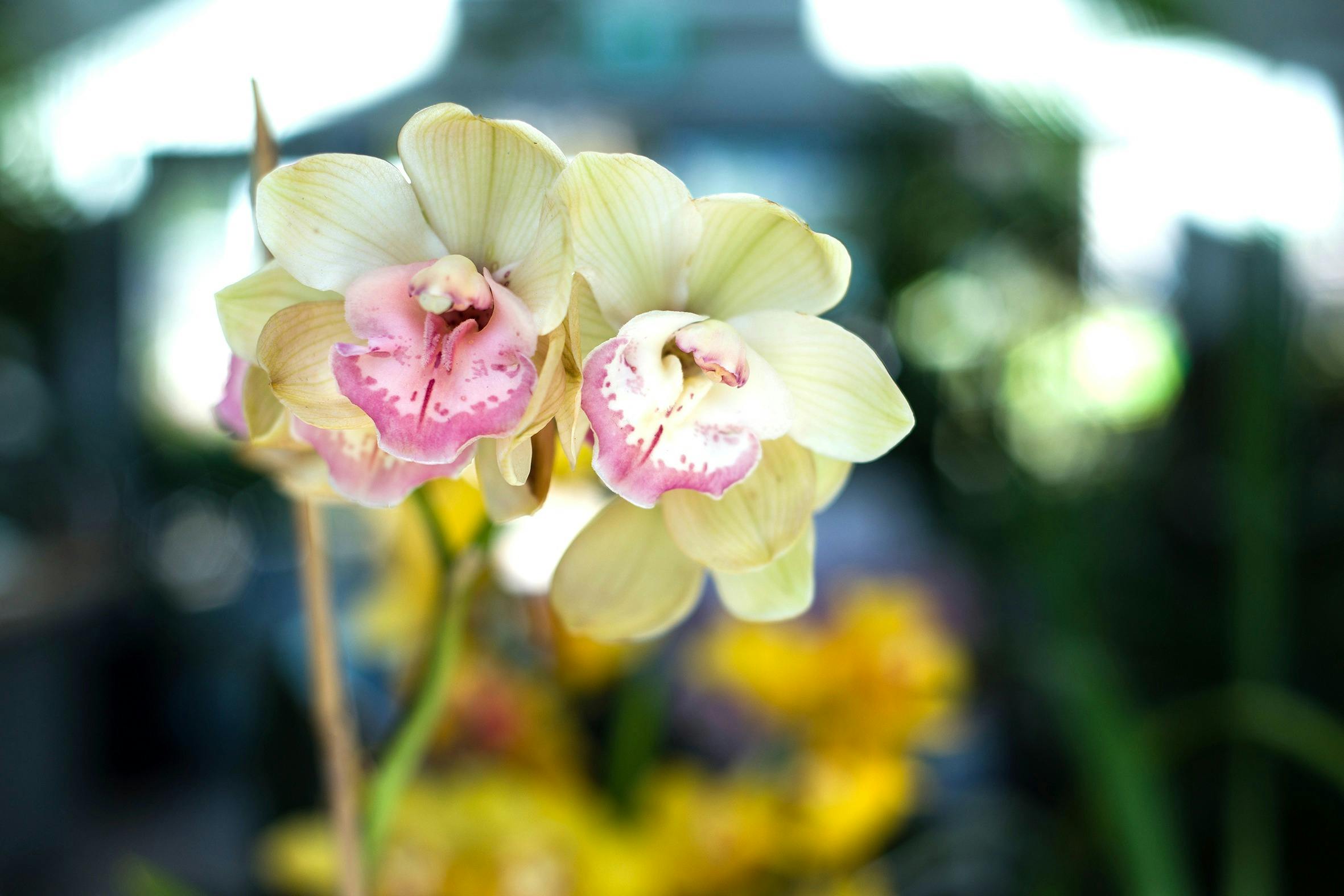 orchid white flowering