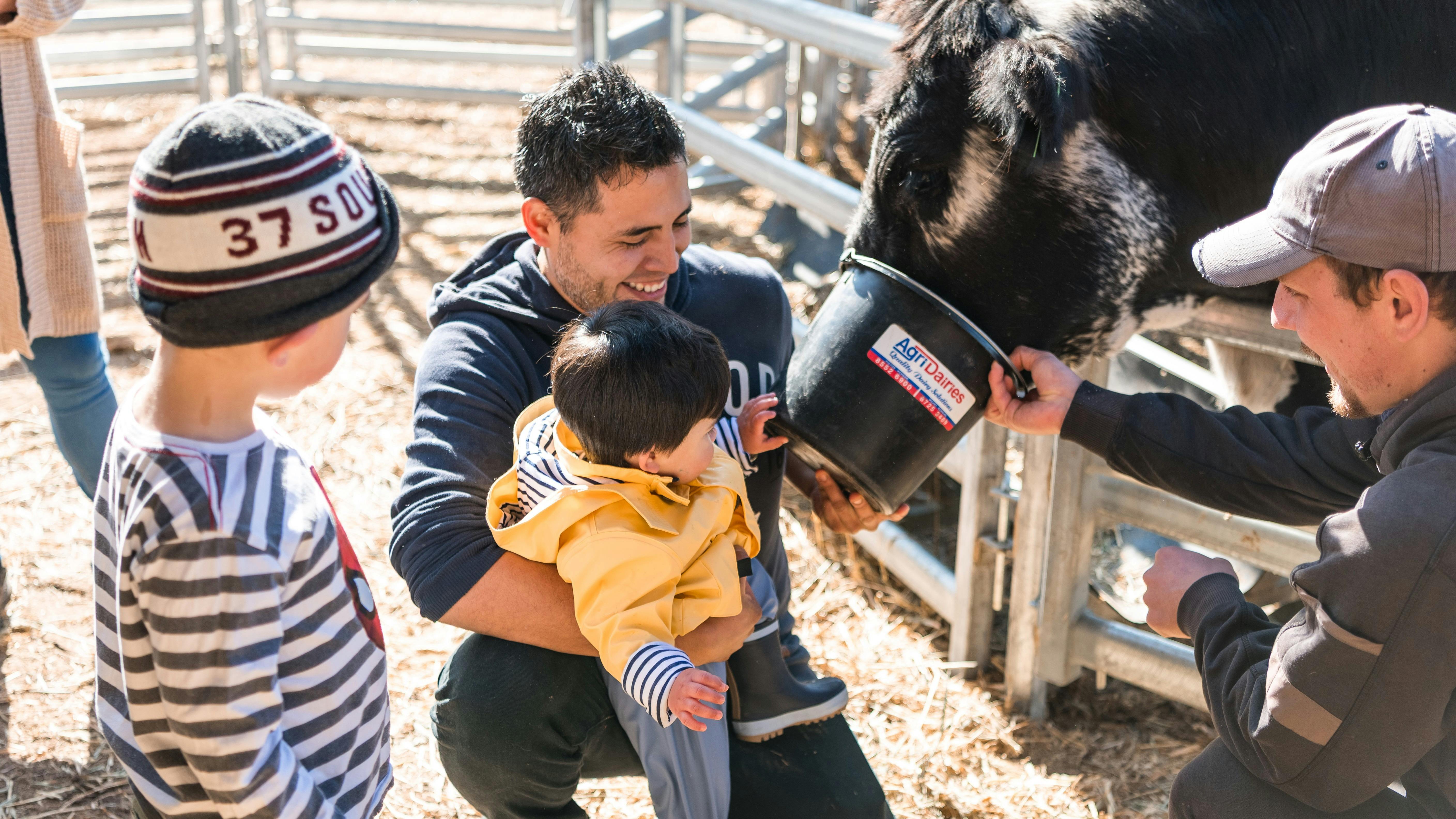 Our pet cow Elvis getting hand fed