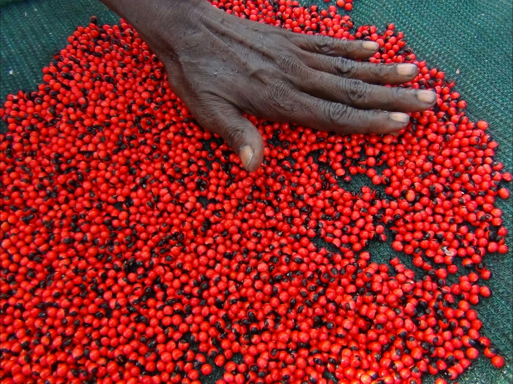 Gather the beautiful Liringaning seeds at Nyinyikay to make necklaces