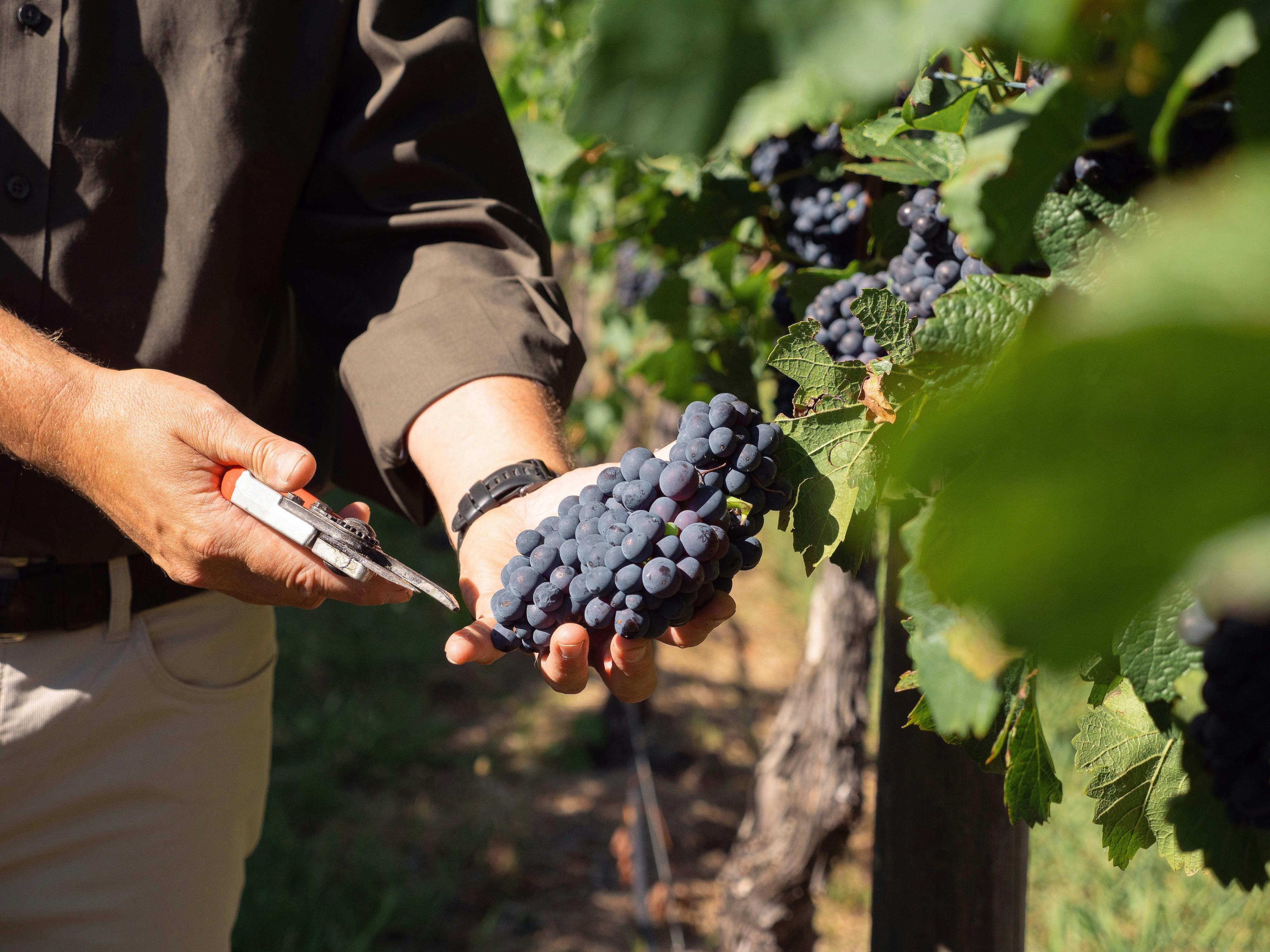 Tom Ward Swinging Bridge Winemaker holding grapes on vine