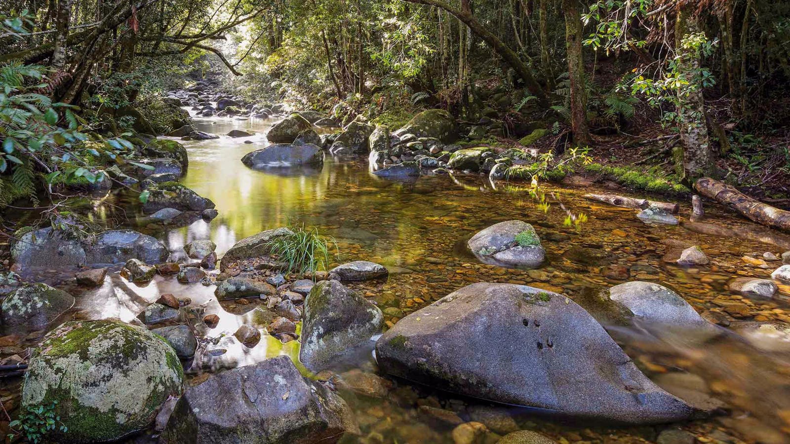Washpool Walking Track
