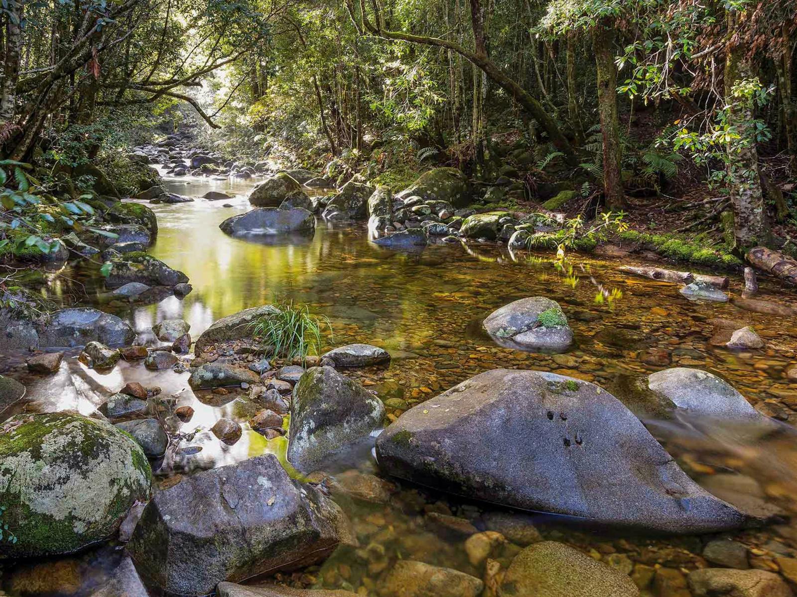 Washpool walking track, Washpool National Park. Photo: Rob Cleary