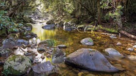 Washpool Walking Track