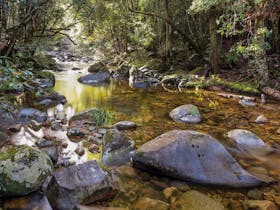 Washpool Walking Track