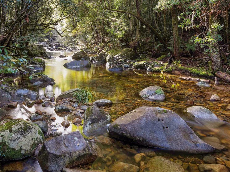 Washpool walking track, Washpool National Park. Photo: Rob Cleary