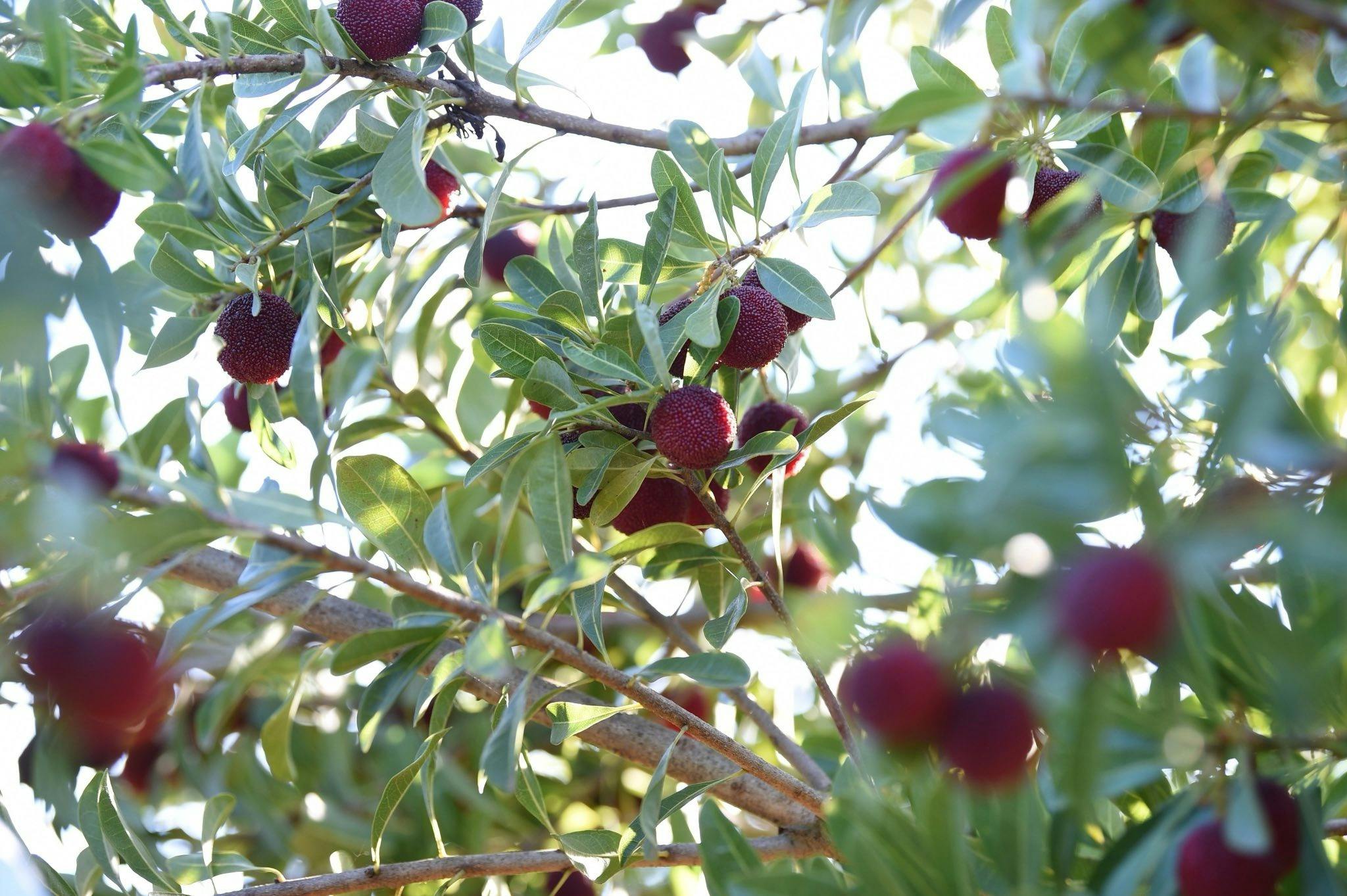 Ripe dark red bayberries hanging from sunlit branches of a bayberry tree