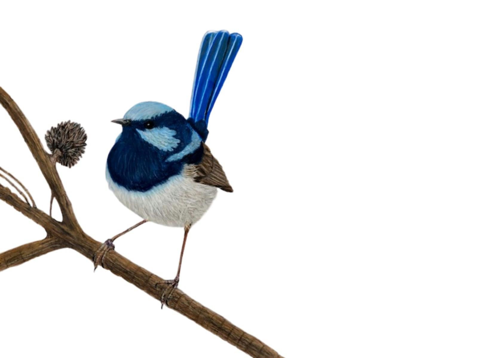 Art Exhibition by Tasmanian Artist featuring birds and sealife