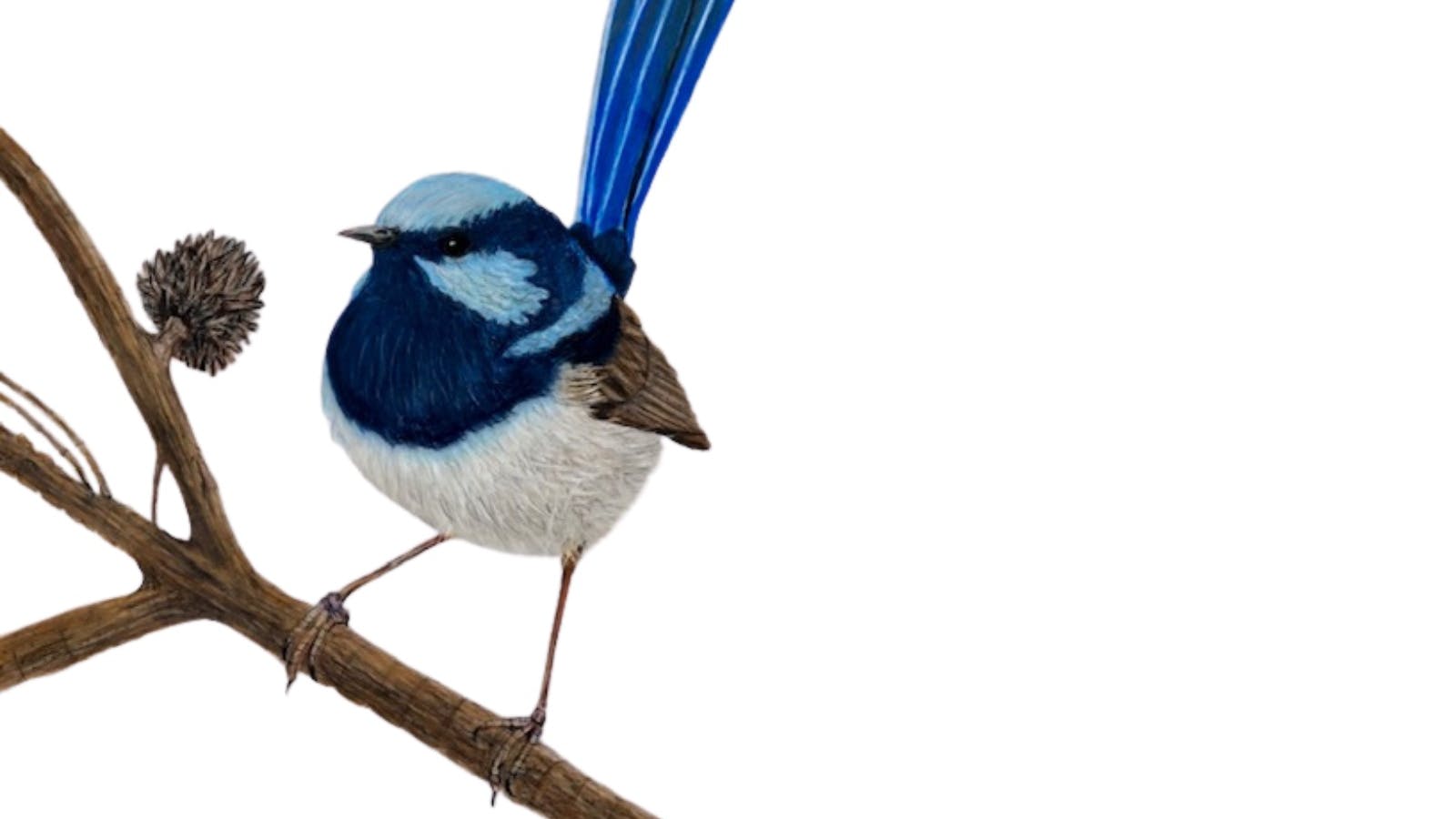 Art Exhibition by Tasmanian Artist featuring birds and sealife
