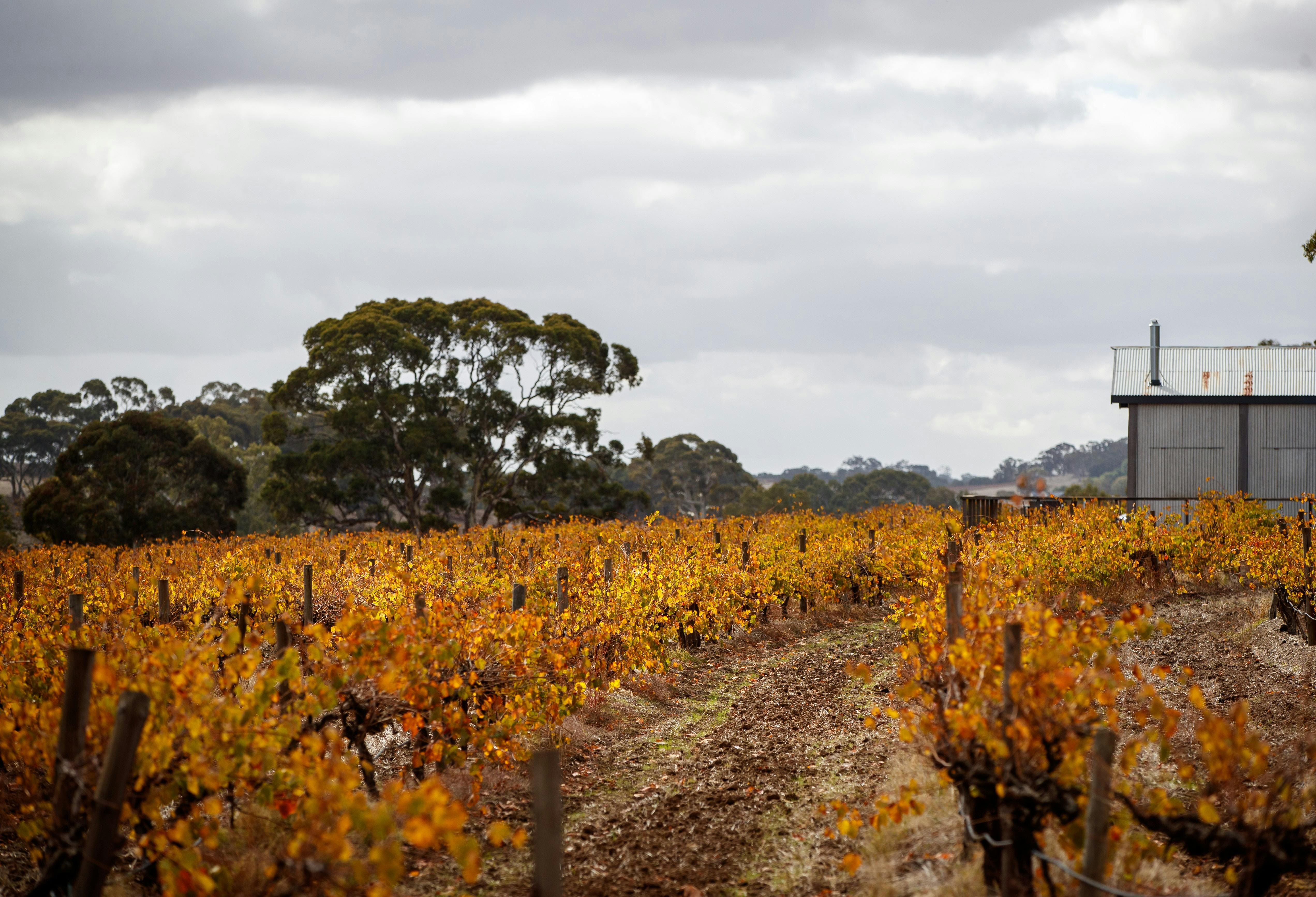 Jim Barry Wines Vineyard Experiences & Cellar Door Tastings