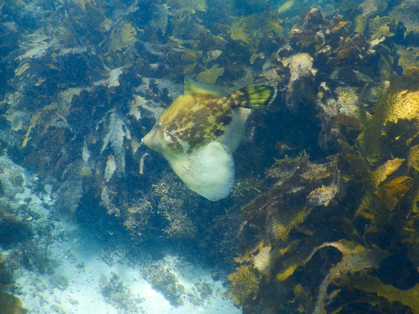 Fanbelly leatherjacket fish seen swimming near the reef by a snorkeller on a private tour