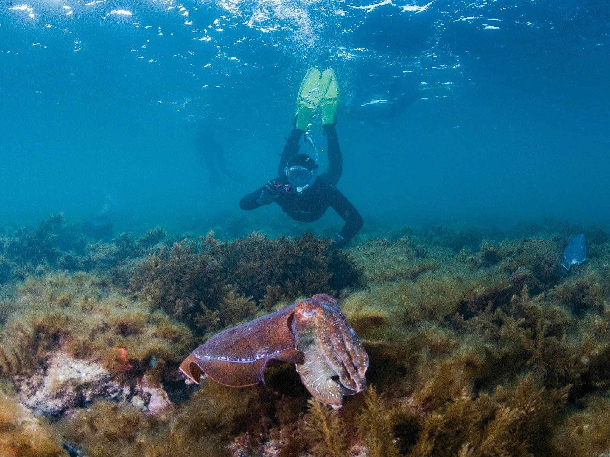 Snorkel with Giant Cuttlefish return transfers from Adelaide to Whyalla, marine expert presentation.