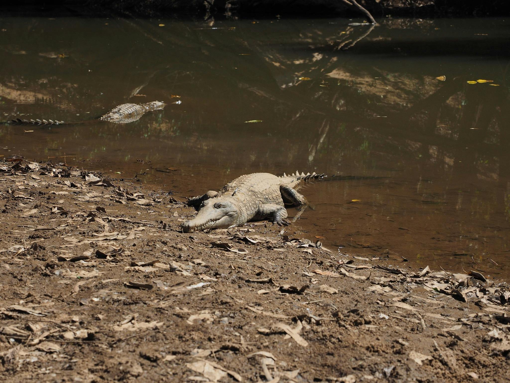 Kimberley Crocodile