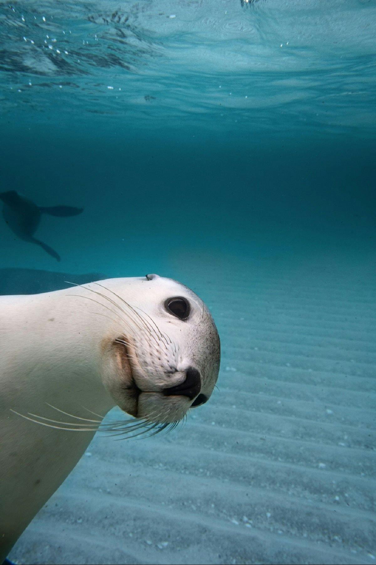 Cheeky Sea Lion peeking around corner of camera, close up