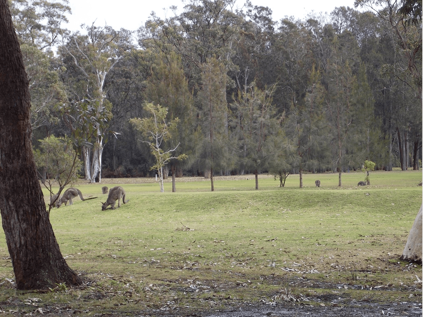 Callala Beach RSL Country Golf Club
