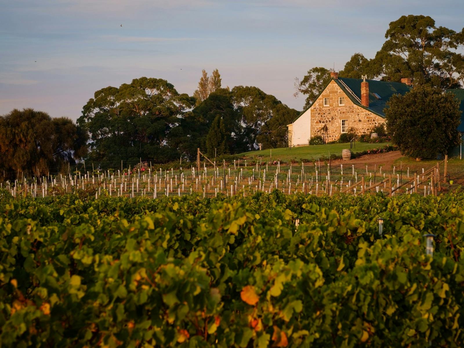 A photo of Craigie Knowe Vineyard with a stone building in the background