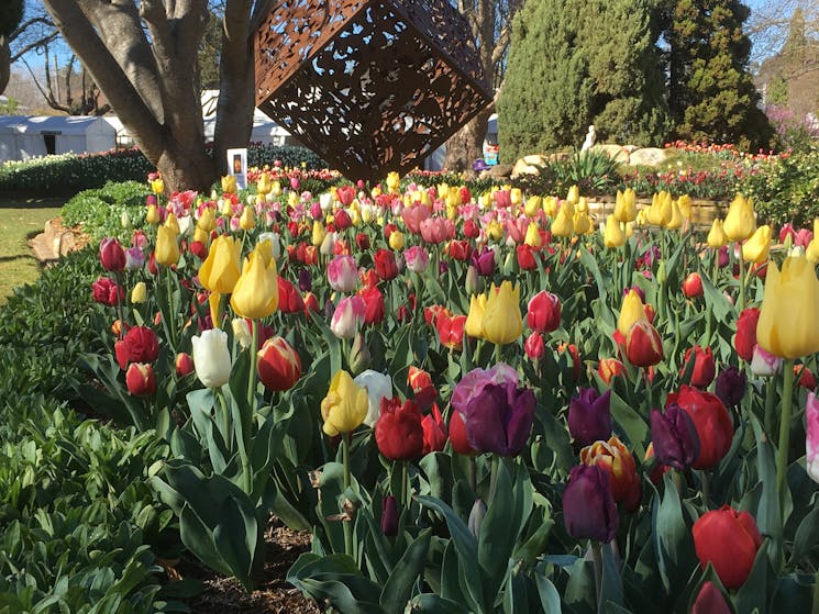 Tulip Time Festival NSW Holidays & Things to Do