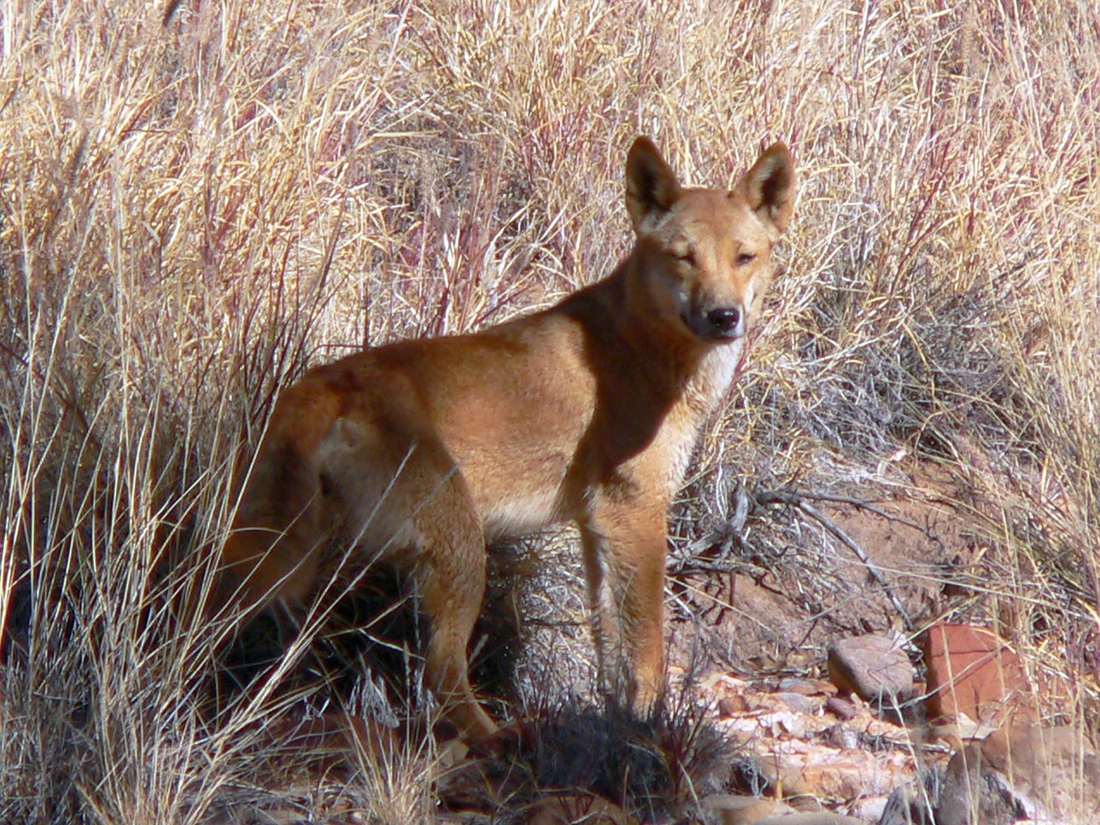 Desert fauna