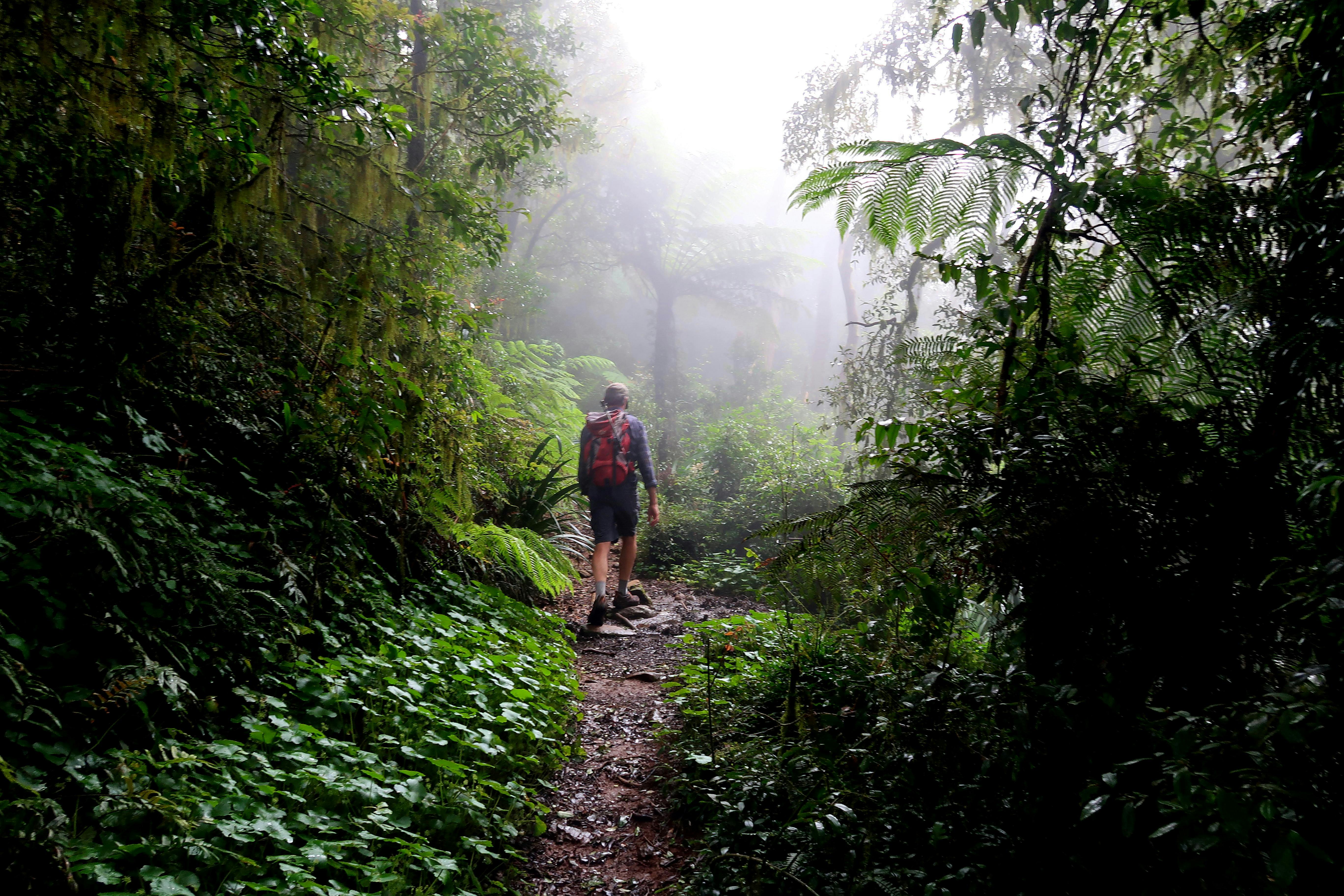 Main border track Lamington NP